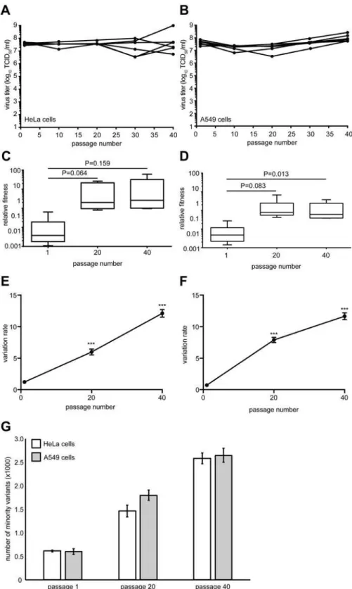 Fig 1. Virus fitness and genetic diversity increases during serial passage in both HeLa and A549 cells.
