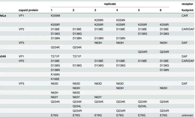 Table 1. Minority variants ( &gt; 1% threshold) present in the passage 40 populations of the six CVB3 replicates, passaged in either HeLa or A549 cells.