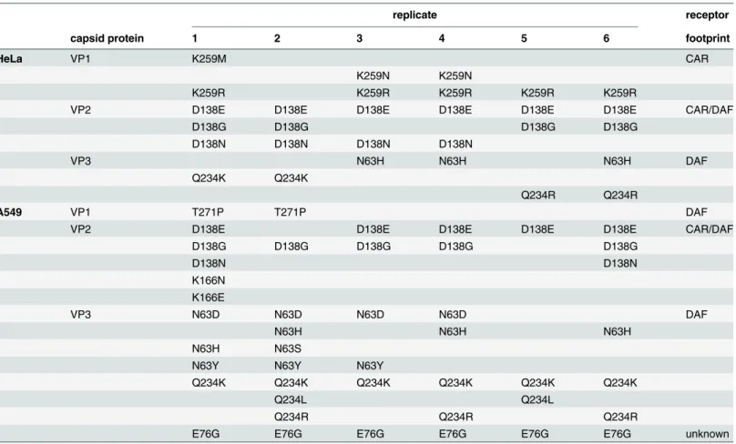 Table 1. Minority variants ( > 1% threshold) present in the passage 40 populations of the six CVB3 replicates, passaged in either HeLa or A549 cells.