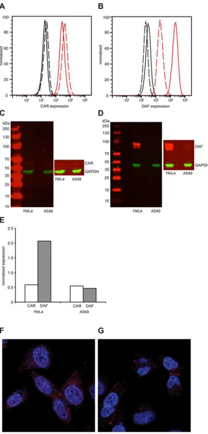 Fig 2. Differential expression of CAR and DAF in HeLa and A549 cells. (A-B) Expression of CAR (A) and DAF (B) by flow cytometry in HeLa cells (solid line) or A549 cells (dashed line)