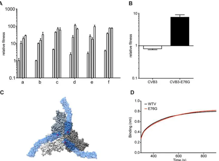 Fig 4. Mutation E76G confers fitness advantage in A549 cells. (A) Increasing relative fitness (y-axis) of replicates a-f, over the initial stage of passage series (histograms indicate values for passage 5, 7, 9, 11), mean values with SEM, n = 3