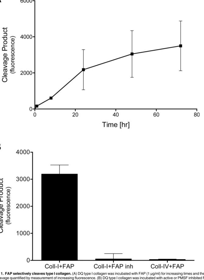 Fig 1. FAP selectively cleaves type I collagen. (A) DQ type I collagen was incubated with FAP (1 μg/ml) for increasing times and the extent of substrate cleavage quantified by measurement of increasing fluorescence