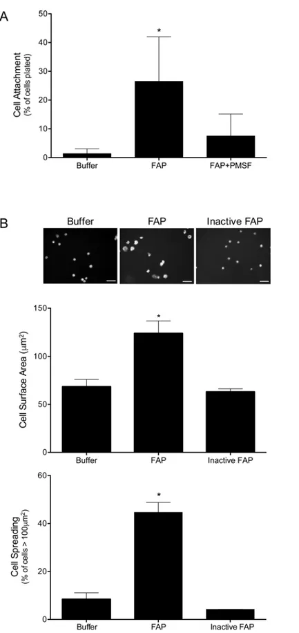 Fig 2. FAP-mediated cleavage of type I collagen enhances macrophage adhesion. (A) MPMs were adhered to type I collagen that was pretreated with buffer, FAP, and FAP inhibited with PMSF