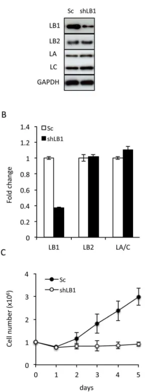 Figure 1. Transient silencing of LB1 induces growth arrest in U- U-2 OS cells. A. The protein levels of LB1, LB2, and LA and C were assayed by immunoblotting at day 3 after electroporation with the vector encoding shRNA (shLB1) or a scrambled sequence (Sc)
