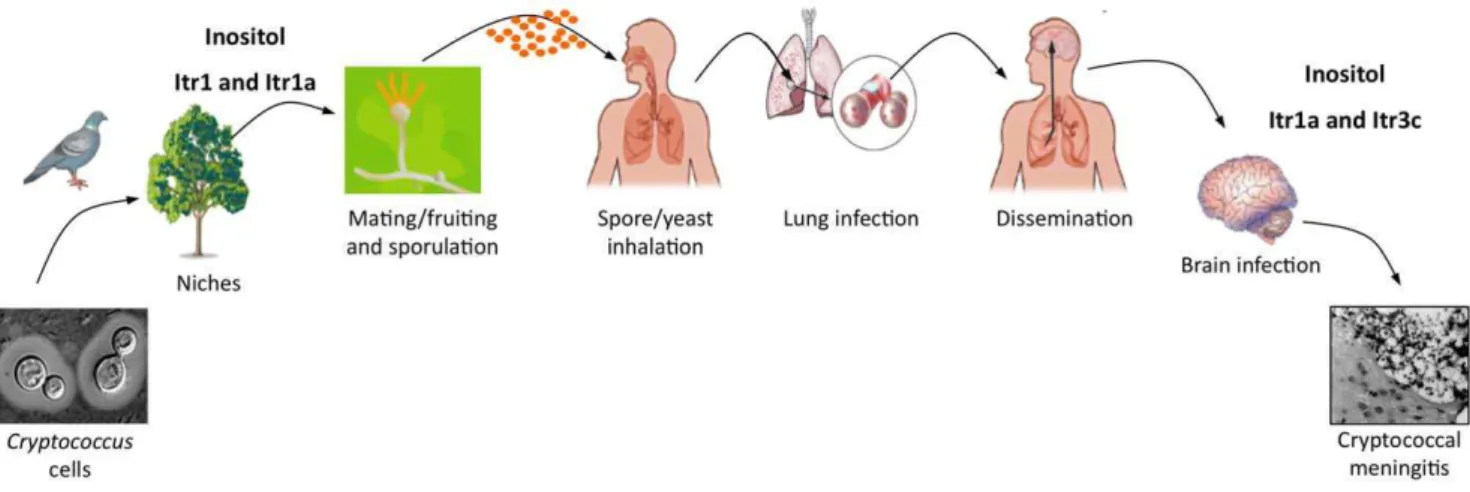 Figure 1. A model of how inositol affects the infection cycle of C. neoformans . Cryptococcus cells commonly exist in the environment by associating with several niches, including birds, soil, and plants