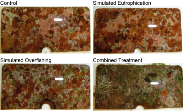 Figure 3 Representative photographs of light-shaded tiles after 16 weeks of deployment in the reef