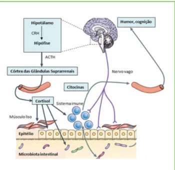 Figura 3. O eixo HPA e a sua relação com a microbiota.