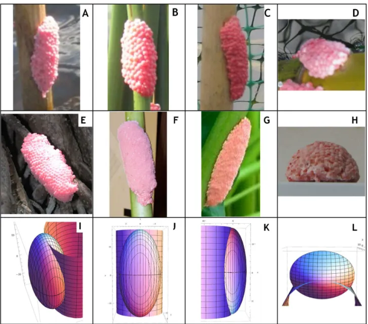 Figure 1.  Photographs of apple snail egg clutches and renderings of Intersected Model at different angles