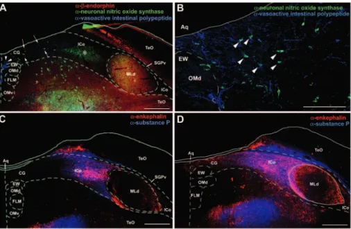 Figure 3. Immunoreactive label for substance P (SP) in the ICo surrounding MLd of a zebra finch at a mid-rostral level of the midbrain