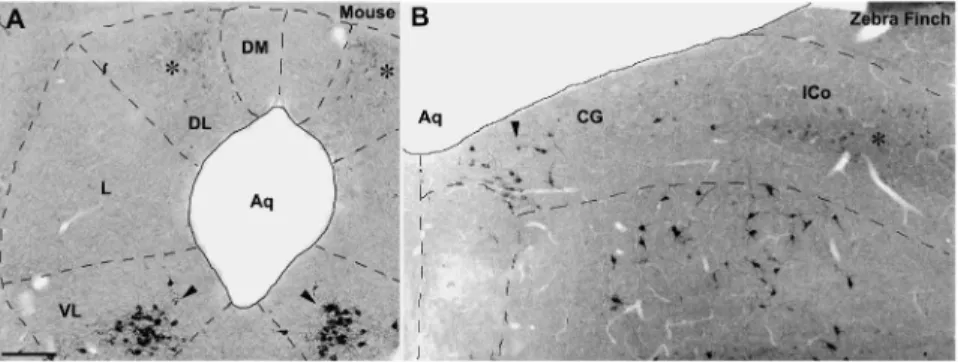 Figure 5. b-endorphin (b-END) in the midbrain of a male zebra finch. While b-END-ir fibers clearly define MLd at a mid-rostral level of the midbrain, diffuse b-END-ir fibers can be observed in the lateral ICo (arrows) at both rostral and mid-rostral levels