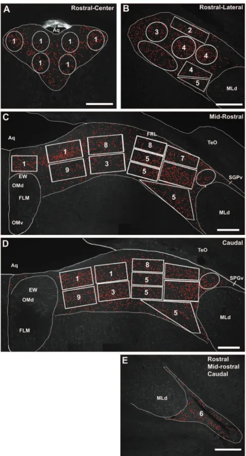 Figure 6. An exemplar set of photomicrographs from the CG and ICo of a male zebra finch, showing the gridwork of boxes and polygons that were used for counts of Fos-ir cells at each of the three levels analyzed in zebra finches and violet-eared waxbills.