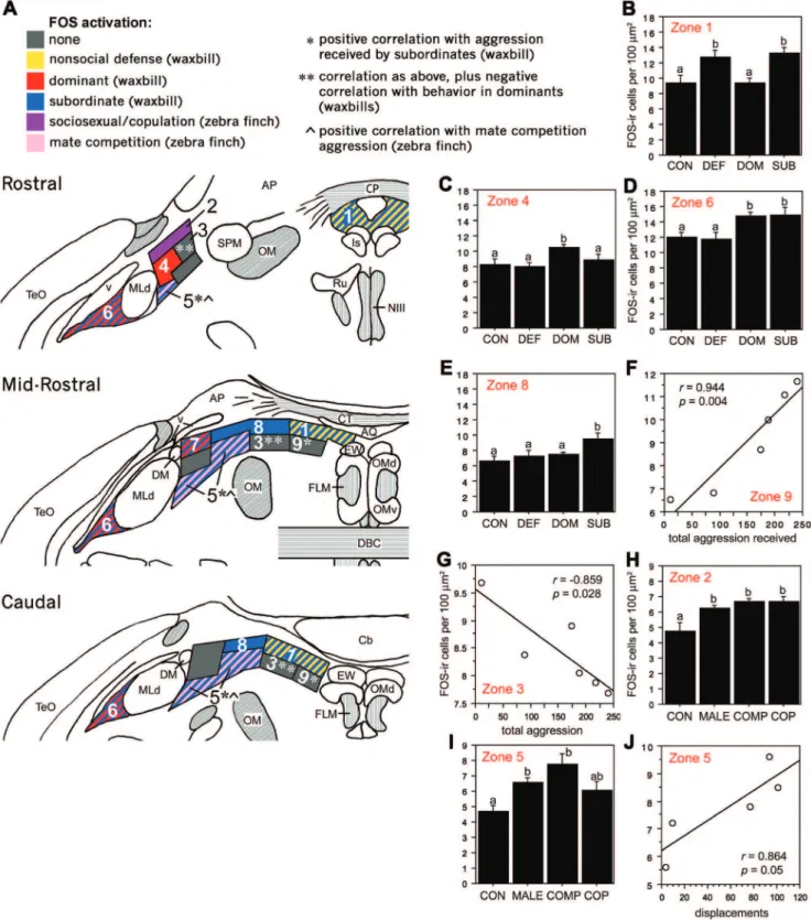 Figure 8. Functional columns of the avian CG/ICo as delineated by Fos induction. A, Schematic rostrocaudal representation of Fos responses in the avian CG and ICo following exposure to different social conditions (see legend)