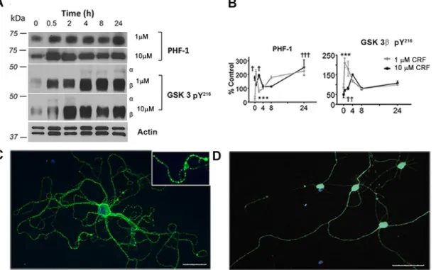 Fig 1. Stress-induced tau-P and kinase activation. (A) Western blot of PHF-1 and GSK-3 pY 216 in cultured mouse hippocampal cells exposed to low or high concentrations of stress hormone CRF (1 μM or 10 μM) over a period of 0, 0.5, 2, 4, 8, or 24 hours with