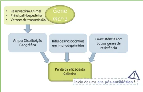 Figura 3 – Disseminação do gene mcr-1. O facto do principal reservatório do  gene mcr-1 ser de origem animal, do seu principal hospedeiro ser E.coli e de  ter sido identificado numa diversidade de vetores de transmissão, têm sido  apontados como os princip
