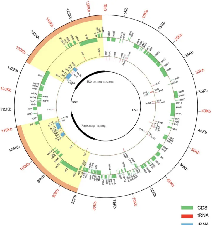 Figure 1. Sesame cv. Yuzhi 11 cp genome map. The two thick lines in the inner circle represent the IRa and IRb Inverted Repeat sequences which separate the LSC and SSC regions