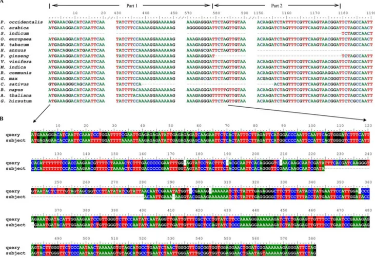 Figure 2. Multiple sequence alignment of ycf2 genes in 15 species. A: Multiple sequence alignment of ycf2 (1–1,190 bp)