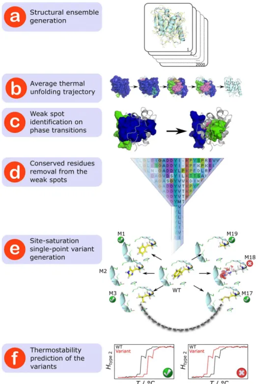 Fig 1. Strategy to rationally predict mutations that increase structural rigidity and thermostability.