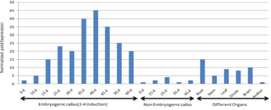 Figure  4.  Relative  expression  of  PhSERKL  measured  using  real-time  PCR  Embryogenic  callus  shows  PhSERKL expression in callus cultured on 2;4-D containing medium; Nonembryogenic callus shows  PhSERKL expression in callus cultured on medium witho