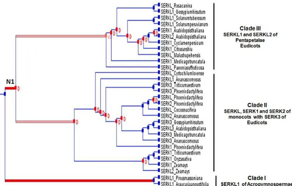 Figure 2. Reconciled tree for the SERK plants family. The reconciled tree involves 15 gene duplications; 1  coduplication and 50 gene losses