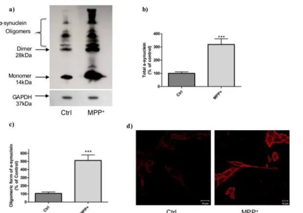 Figure 3. Characterization of α-synuclein aggregation in cells after MPP + stress. a) Typical immunoblot of α-synuclein in stressed (MPP + , 6h)) and unstressed (Ctrl) cells