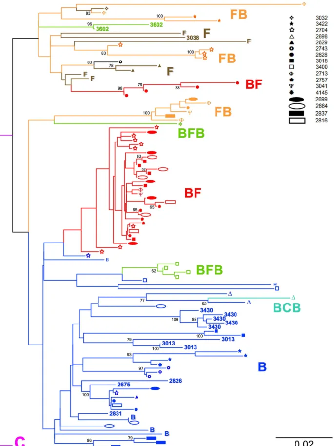 Figure 1. Protease gene phylogenetic classification of HIV-1 multiple infections. Multiple infections are represented on the tree by different branches showing the same icon at their tips