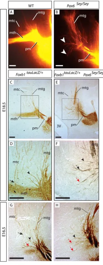 Figure 6. Stepwise development of the three components of the mammillary axonal tree. A, B) Beta-galactosidase activity detection in the flat-mounted right side of an E10.5 Foxb1::Cre x ROSA26R heterozygous brain showing the first axons (arrwoheads in B) f