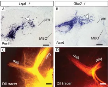 Figure 8. Mammillary branching is present in several thalamic mutants. A, B) Pax6 in situ hybridization shows that PTh/VTh and branching point cells are present in the Lrp6 mutant (A) and the Gbx2 mutant (B) brains at E18.5