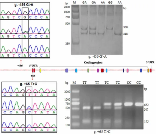 Figure 3. Distribution of genotypic and allelic frequencies of the PLCz loci (a) g. 2 456 G 