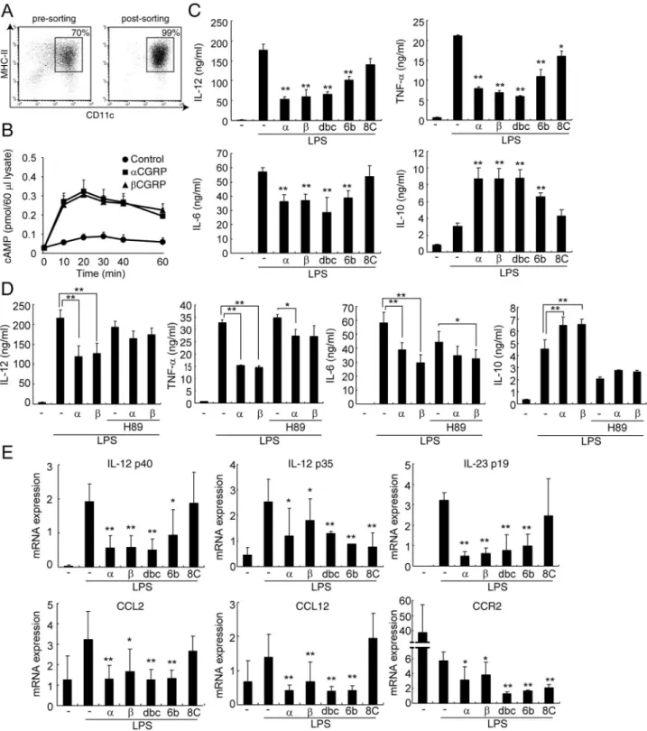 Figure 1. CGRP affects cytokine productions in DCs via cAMP/PKA pathway. (A) The percentage of CD11c + BMDCs was analyzed by FACS.