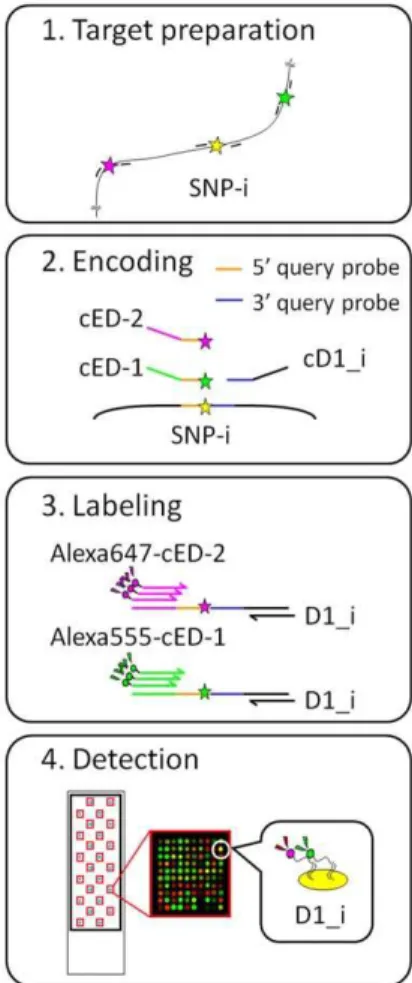 Figure 1. Schematic representation of the DigiTag2 assay. The assay has four steps: target preparation, encoding, labeling and detection