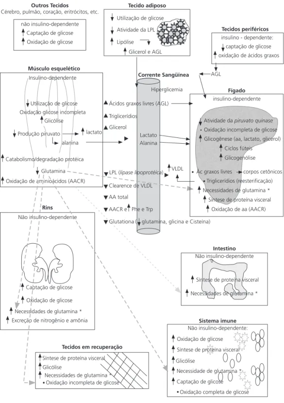 Figura 1. Alterações no metabolismo energético no doente crítico durante a fase de estresse.