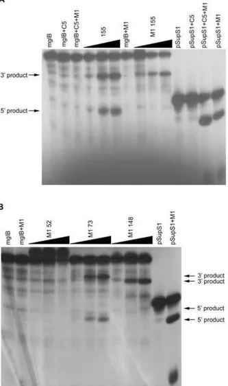 Figure 3. Cleavage in vitro of the mglB mRNA by the M1 EGSs alone in the presence of high MgCl 2 concentration