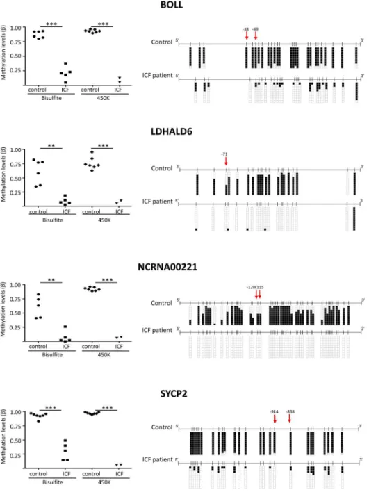 Fig 5. Validation of DNA methylation of four representative genes (BOLL, SYCP2, LDHALD6 and NCRNA00221) levels by bisulfite genomic sequencing analysis