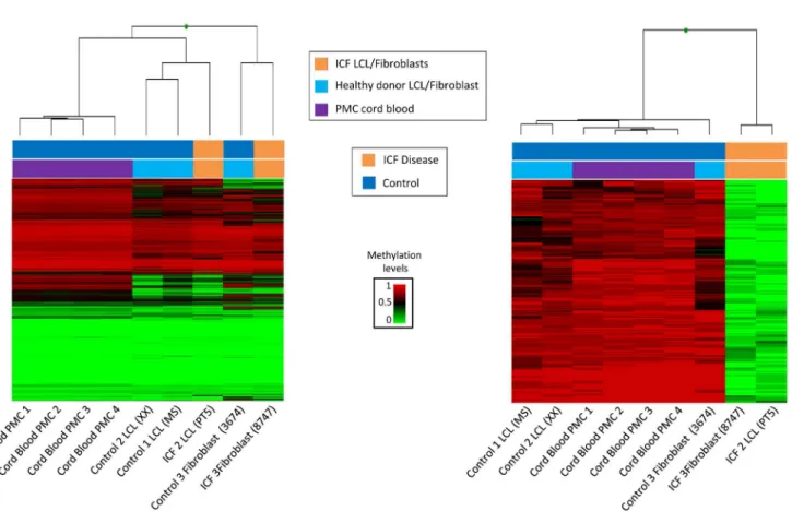 Fig 2. Identification of Differentially methylated CpGs. (A) Unsupervised hierarchical clustering and heatmap of four cord blood donors (purple), three unrelated healthy donors (blue) and two ICF patients (orange) using 5000 random selected CpGs
