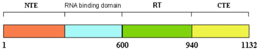 Fig. 3. Diagrammatic representation of Domains in telomerase reverse transcriptase 