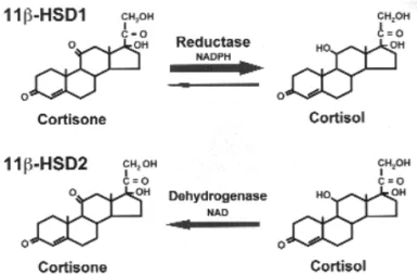 Figure 1. The 11βHSD isoenzymes: (1) 11βHSD1 is a NADPH- NADPH-dependent reductase (that converts inactive cortisone to active cortisol) and a dehydrogenase (that converts cortisol to cortisone), expressed in the liver, adipose, gonadal and central nervous