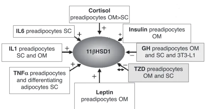Figure 3. Some of the factors involved in the complex adipose tissue regulation of 11βHSD1 enzyme