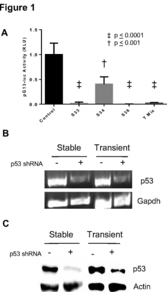 Figure  4B),  whereas,  an  acute  loss  of  p5γ  resulted  in  a significant  decrease  in  activity  of  the  vitamin  D  receptor promoter (p < 0.05; Figure 4B).