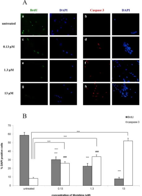 Figure 1. Morphine decreases proliferation of NPCs and induces the apoptotic enzyme active caspase-3 in a dose dependent manner
