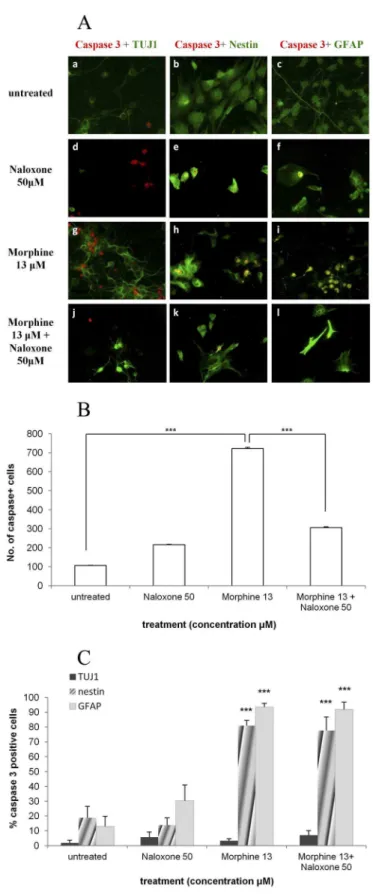 Figure 7. Naloxone decreases the number of apoptotic cells induced by morphine but does not affect their profile