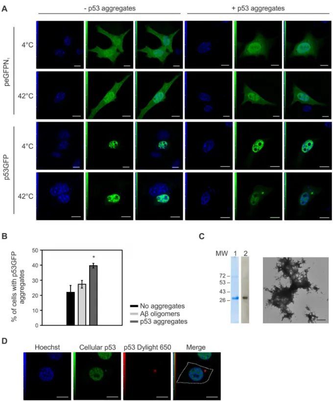 Figure  4.    De  novo  aggregation  of  soluble  p53  with  recombinant  p53  aggregates