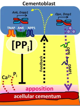 Figure 14. Model for the hypothesized role of in formation of acellular cementum. Cementum apposition depends on  precipita-tion of calcium (Ca 2+ ) and phosphate (P i ) ions on the root surface, and pyrophosphate (PP i ) acts as a potent inhibitor of hydr