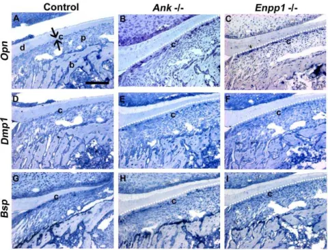 Figure 8. Reduced pyrophosphate alters gene expression in cervical cementoblasts. Opn mRNA is markedly increased in root-lining cementoblasts in both (B) Ank and (C) Enpp1 2/2 , compared to (A) Ank and Enpp1 +/+ controls