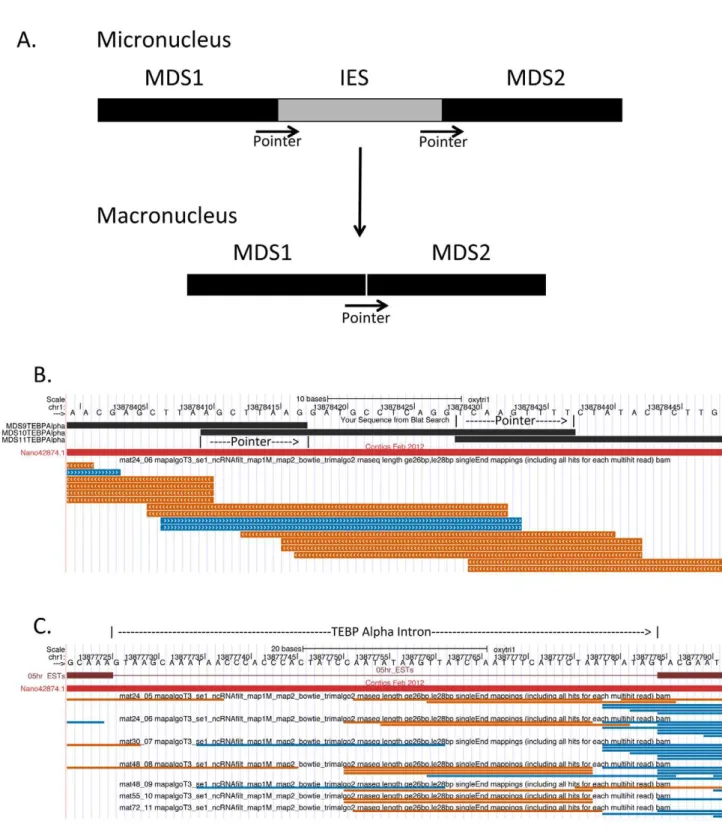 Figure 8. 27 nt small RNAs are macronuclear in origin and do not require intron removal for their generation