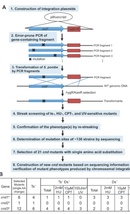 Fig 2. Screening procedures for non-SMC subunit mutants of S. pombe condensin. A. Procedures consist of eight steps, starting from construction of integration plasmids and ending with verification of the cnd mutant phenotype produced by chromosomal re-inte