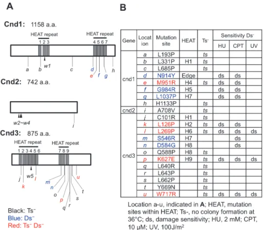 Fig 3. Location of mutation sites and phenotypes of twenty-one cnd1, cnd2 and cnd3 integrants