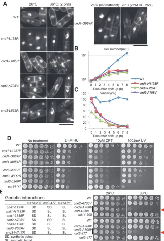 Fig 4. Phenotypes of cytological, drug, and synthetic genetic interaction phenotypes of mutants