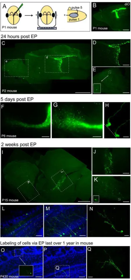 Figure 1. Long-term ectopic expression of GFP in neurogenic regions of the postnatal brain by electroporation