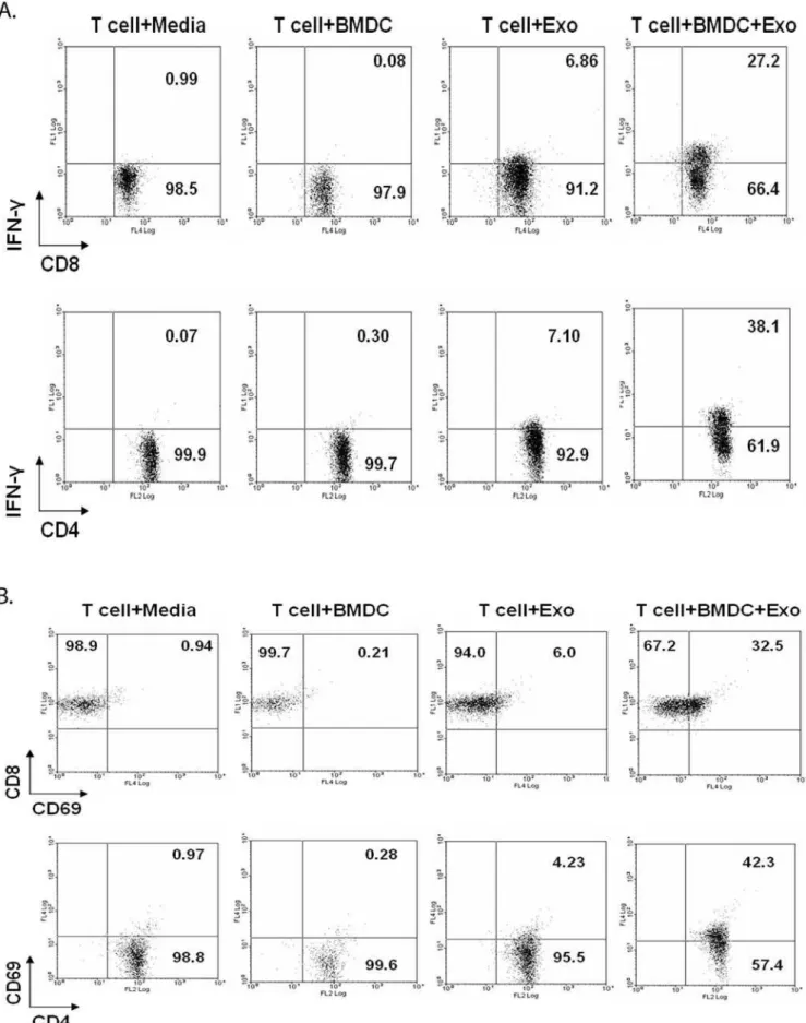 Figure 2. APCs are required for optimal T cell stimulation by exosomes. BMDCs were generated from Balb/C bone marrow cells and CD3 + T cells were purified from the spleens of BCG infected mice