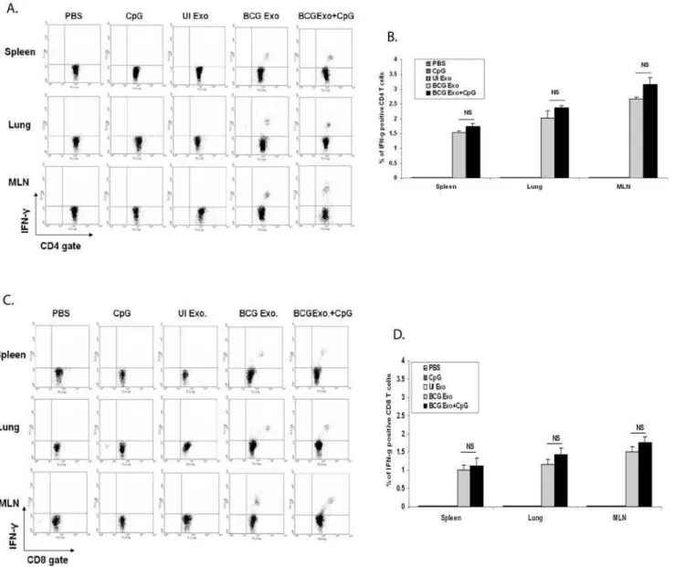 Figure 3. Exosomes from BCG infected macrophages induce antigen-specific IFN-c producing T cells